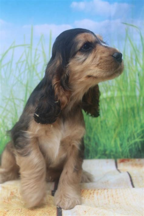 We are located in the ozarks of missouri just west of springfield mo. Chiot - Elevage of caniland's dream - eleveur de chiens ...