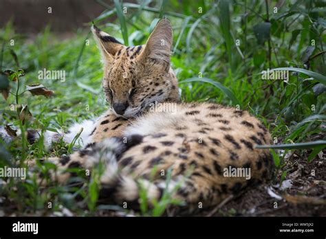 Serval Leptailurus Serval South Africa Stock Photo Alamy