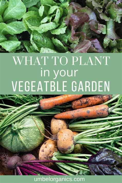 What To Plant In Your Vegetable Garden Umbel Organics
