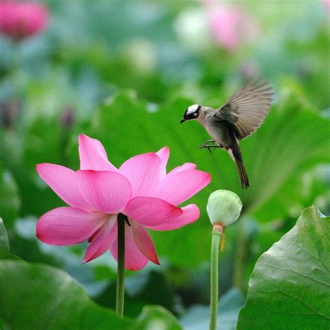 Beautiful Lotus Flower And Cute Birds All Birds Cute Birds Beautiful
