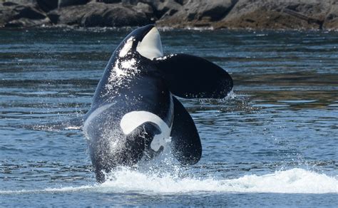 Orcas actually belong to the dolphin family. Killer Whale (Orcinus orca) | about animals