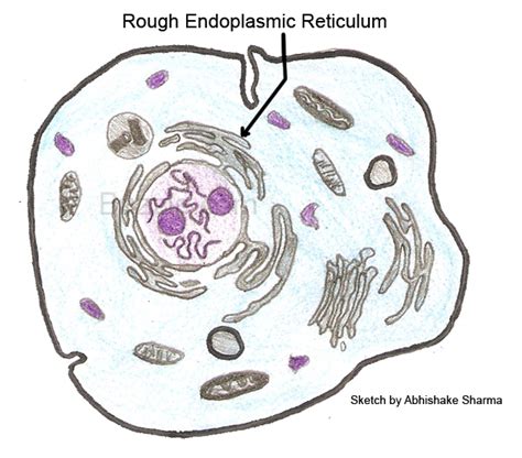 Endoplasmic reticulum has two major regions: How Does Rough Endoplasmic Reticulum Function Help Cell ...