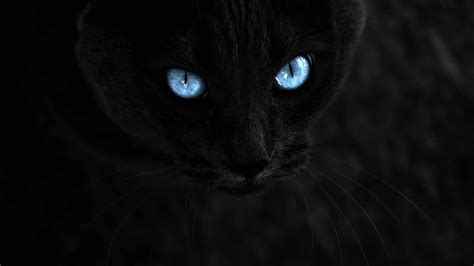 Black Cat With Blue Eyes On A Black Background Wallpapers