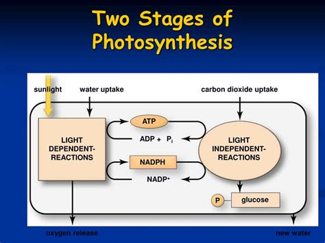 Ppt Photosynthesis Powerpoint Presentation Id142902