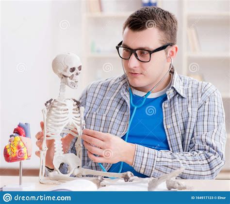 Medical Student Studying Skeleton In Classroom During Lecture Stock