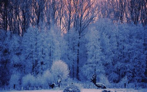 배경 화면 경치 숲 자연 눈 겨울 분기 얼음 서리 가문비 전나무 동결 날씨 시즌 대기 현상 우디