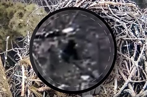 Bigfoot Sighting Michigan Webcam Spied Sasquatch Some Say