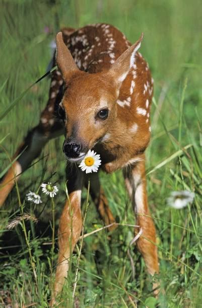 Baby Deer Stock Photos Pictures And Royalty Free Images Istock
