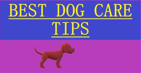 39 Dog Care Tips Ultimate Caring For A Dog Guide Pet Care Stores