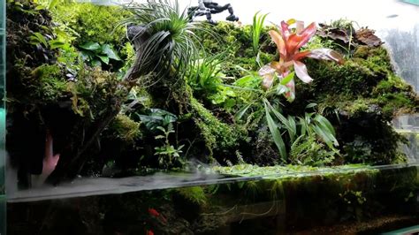Hi welcome to my channel about making of making paludarium waterfall.this project is about creating a smaller scale of waterfall. Tropical rainforest in aquascape | Paludarium | Terrarium ...
