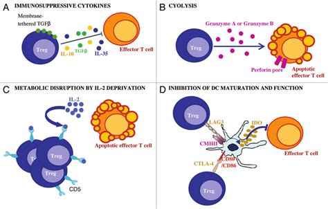 Mechanisms Of Regulatory T Cell Inhibition A Secretion Of