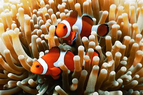 6 Fascinating Mutualism Examples In The Ocean That Are Relationshipgoals