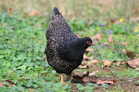 Silver Double Laced Barnevelder The Pasture Farms