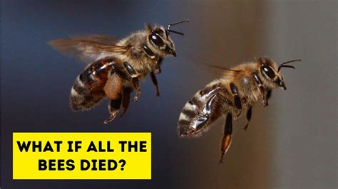 What If All The Bees Died Youtube