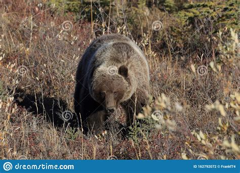 Grizzly Bear Denali National Park Alaskausa Stock Photo Image Of