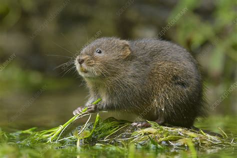 Water Vole Stock Image C0428853 Science Photo Library