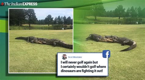 Watch Two Alligators Engage In Intense Fight At Us Golf Course