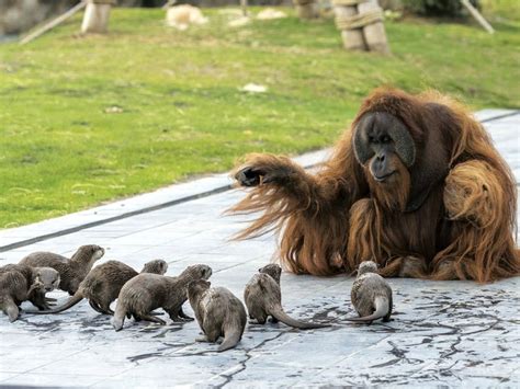 A Group Of Orangutans And Otters Living Together At A