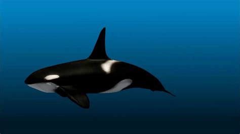 Killer Whale Animation Youtube