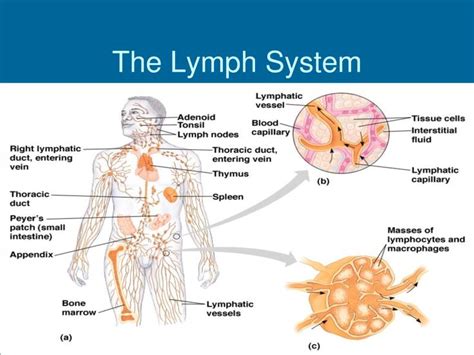 Great Way To Learn About The Lymph System Lymphatic System
