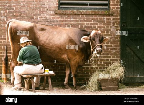 La Traite Des Vaches à La Main Mt Agréable En Caroline Du Sud Usa Photo Stock Alamy