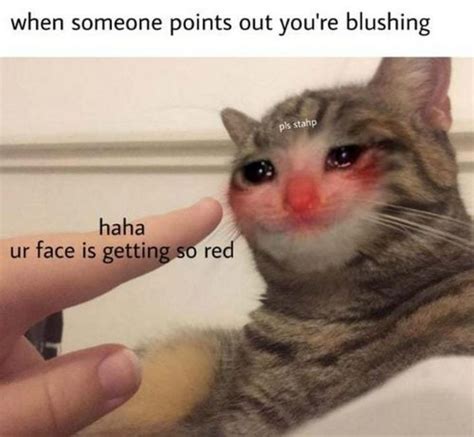 29 Funny Crying Cat Memes Will Make You All Warm And Fuzzy