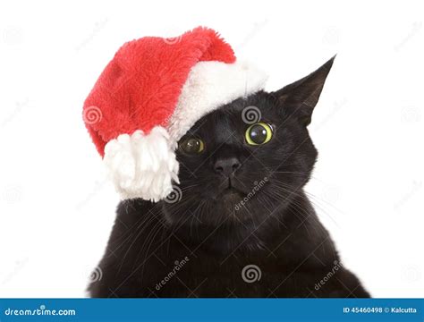 Black Cat Santa Cute Christmas Cat Christmas Pet With Santa C Stock