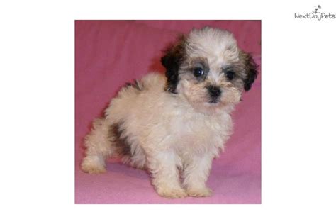 So, what do we know about the shih. Blossom, Female SHih Poo puppy for Sale in Ohio | Shih-Poo - Shihpoo puppy for sale near Akron ...