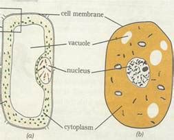Animal cell lacking contractile vacuoles usually burst, if placed in hypertonic solution. NCERT Solutions for Class 8 Science Cell Structure and ...
