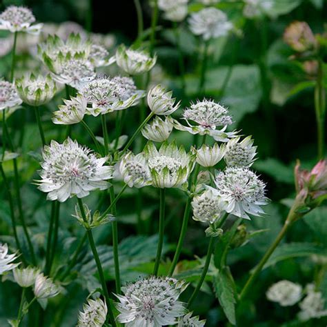 More important, bigger, or more serious than others of the same type: Astrantia - FineGardening