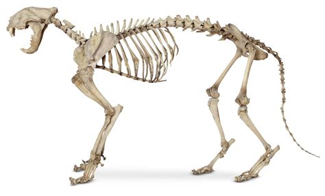 You can also keep your bones healthy by exercising. DK Find Out! | Fun Facts for Kids on Animals, Earth, History and more!