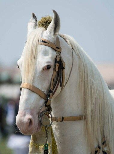 17 Nukra Ideas Horses Marwari Horses White Horses
