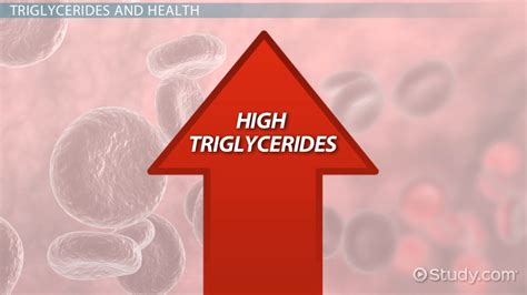 Triglycerides Definition Types And Formation Lesson