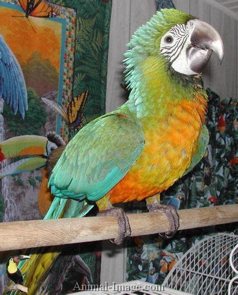 The Harligold Macaw Is A Second Generation Hybrid Macaw It Is A Cross