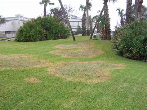 Are Lawn Circles Brown Patch Fungus Massey Services Inc