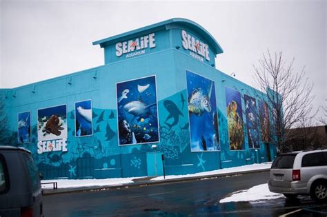 Sea Life Michigan Aquarium What You Need To Know