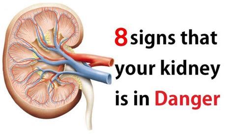 Each kidney is about 4 or 5 inches long, roughly the size of a large fist. Are The Kidneys Located Inside Of The Rib Cage - Where ...