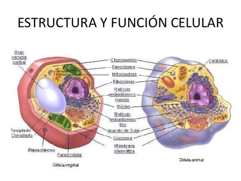 La Celula Y Funciones De Los Organelos Compartir Celular 5ef