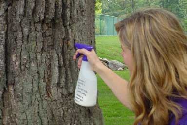 Plant resistant species of trees. Gypsy Moth in Wisconsin - Cooperative Extension