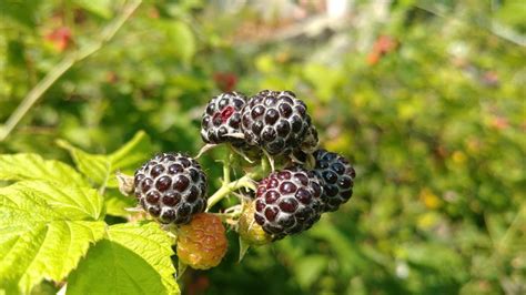 Can You Eat Wild Raspberries Foragingguru