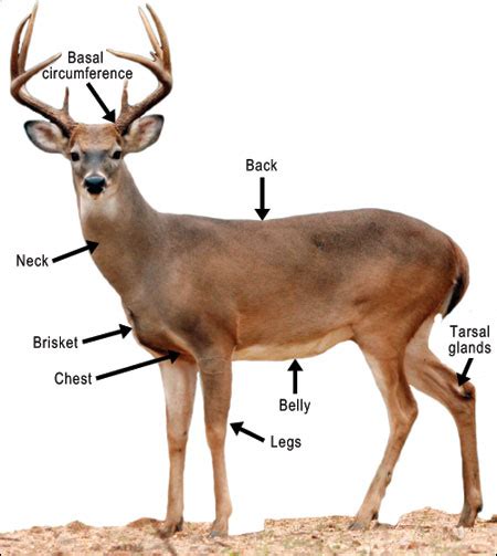 Managing For White Tailed Deer In Missouri Setting And Accomplishing
