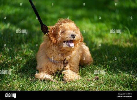 A Closeup Of A Moodle Dog Lying On The Grass At A Park Stock Photo Alamy