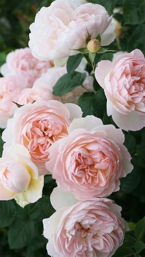 Camellias Pink Aesthetic Pretty Flower Haze Aesthetic