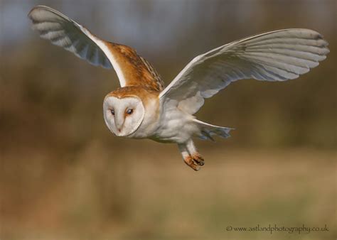 Barn Owl By Susan H Wilson Birdguides