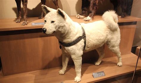 The Heartbreaking True Story Of Hachikō The Worlds Most Loyal Dog