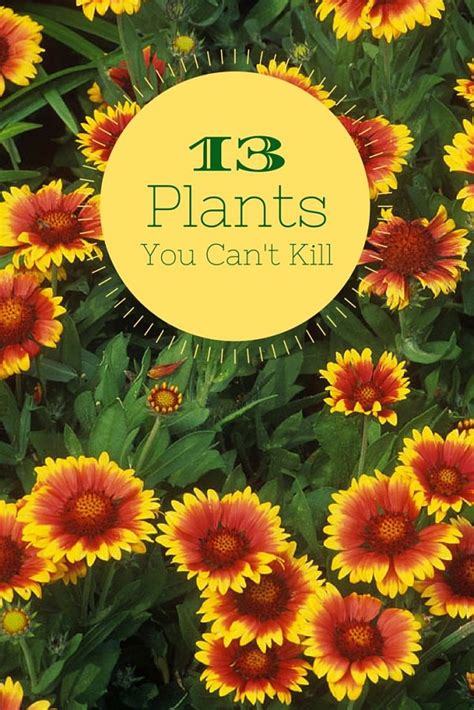 They're simply not good for beginners as they don't offer a very forgiving ride. 13 Can't-Kill Flowers for Beginners - Gardening Viral