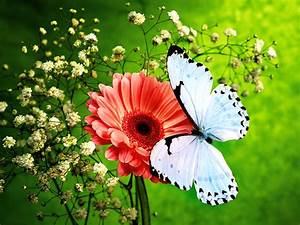 Colors, Of, Nature, Hd, Butterfly, Wallpapers