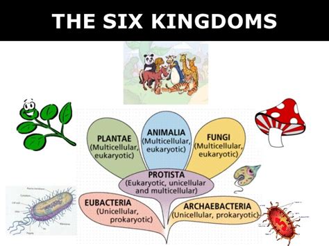 The Six Kingdoms And Classification Diagram Quizlet