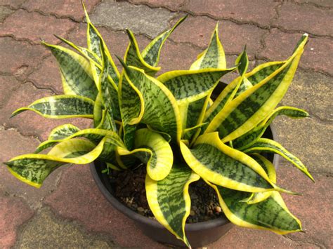 Sansevieria Trifasciata Twisted Sister World Of Succulents