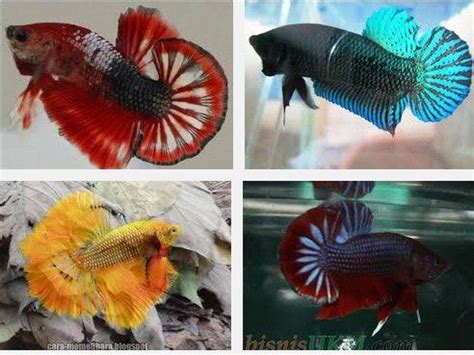 Ikan hias air tawar satu ini paling cantik jika dipelihara dalam jumlah yang banyak karena sifatnya yang berkoloni. Jenis-JENIS IKAN HIAS Air Tawar? Berikut Daftar Nama Ikan ...